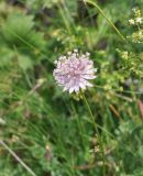 Astrantia trifida. Верхушка цветущего растения. Грузия, Казбегский муниципалитет, окраина с. Степанцминда, зап. склон горы Куро, горный луг. 31.07.2018.