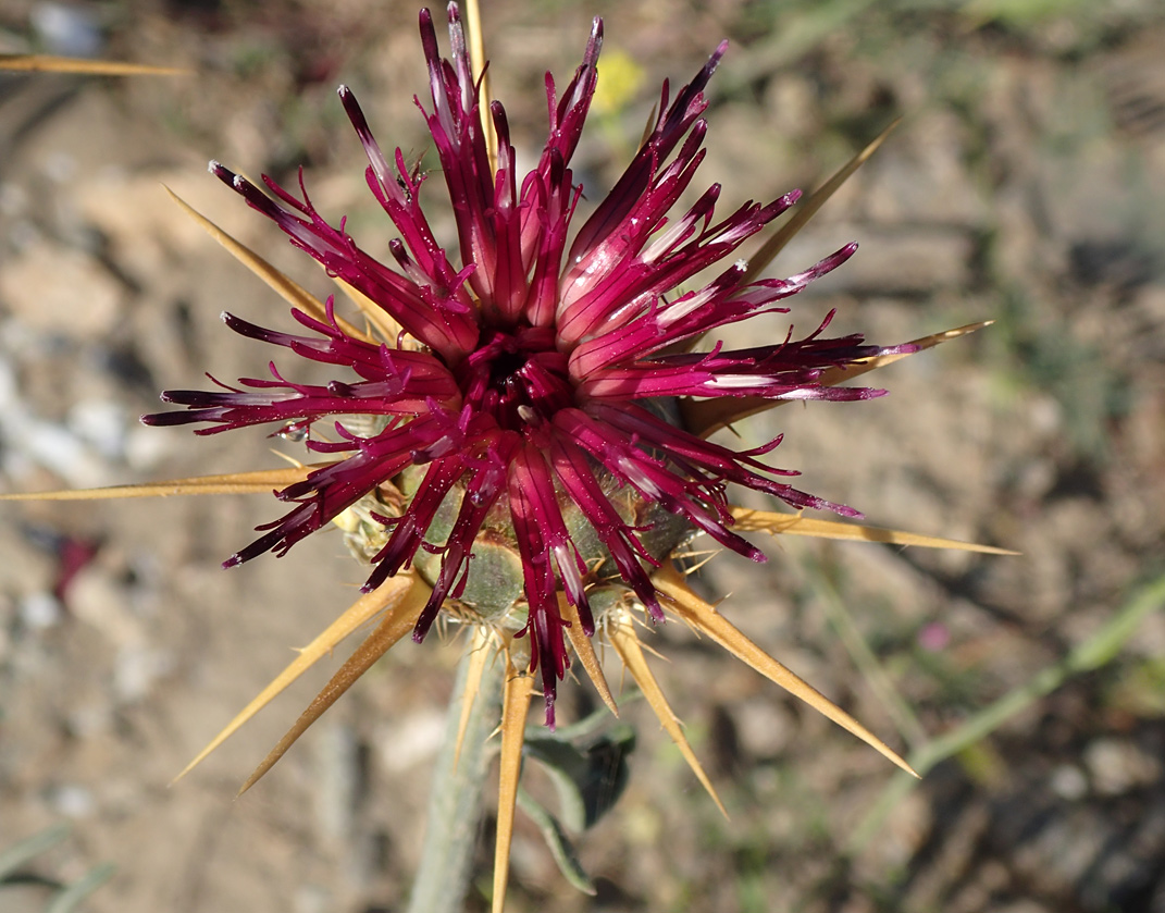 Изображение особи Centaurea laconica.