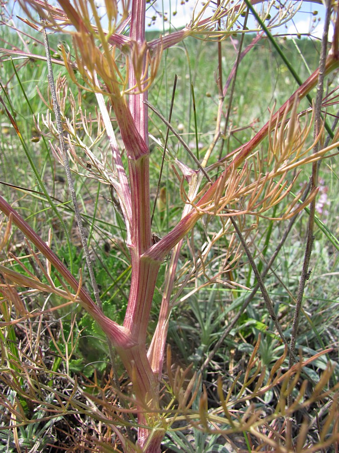 Image of Trinia glauca specimen.