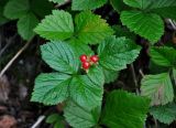 Rubus saxatilis. Верхушка плодоносящего растения. Мурманская обл., Хибины, долина р. Кунийок, опушка смешанного леса. 06.08.2018.