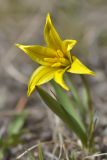 Tulipa heterophylla. Цветок. Кыргызстан, Иссык-Кульская обл., Северный Тянь-Шань, хр. Кюнгёй Ала-Тоо, Григорьевское ущ., подъем на пер. Кум-Бель, 2700 м н.у.м., горная степь. 11.05.2018.