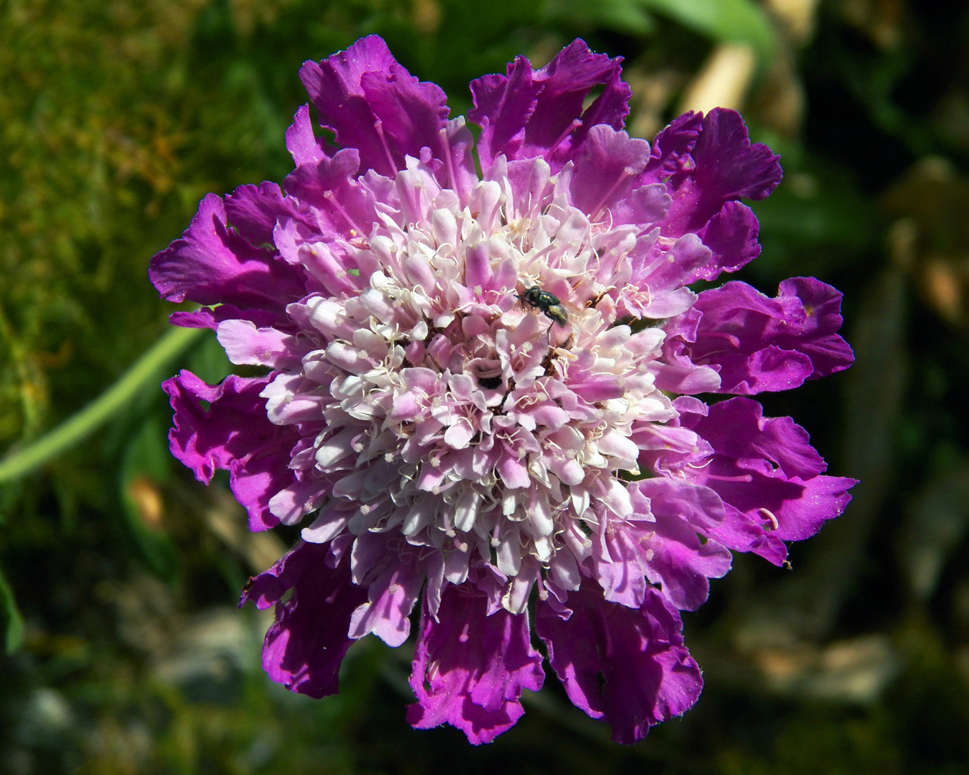 Image of Lomelosia songarica specimen.