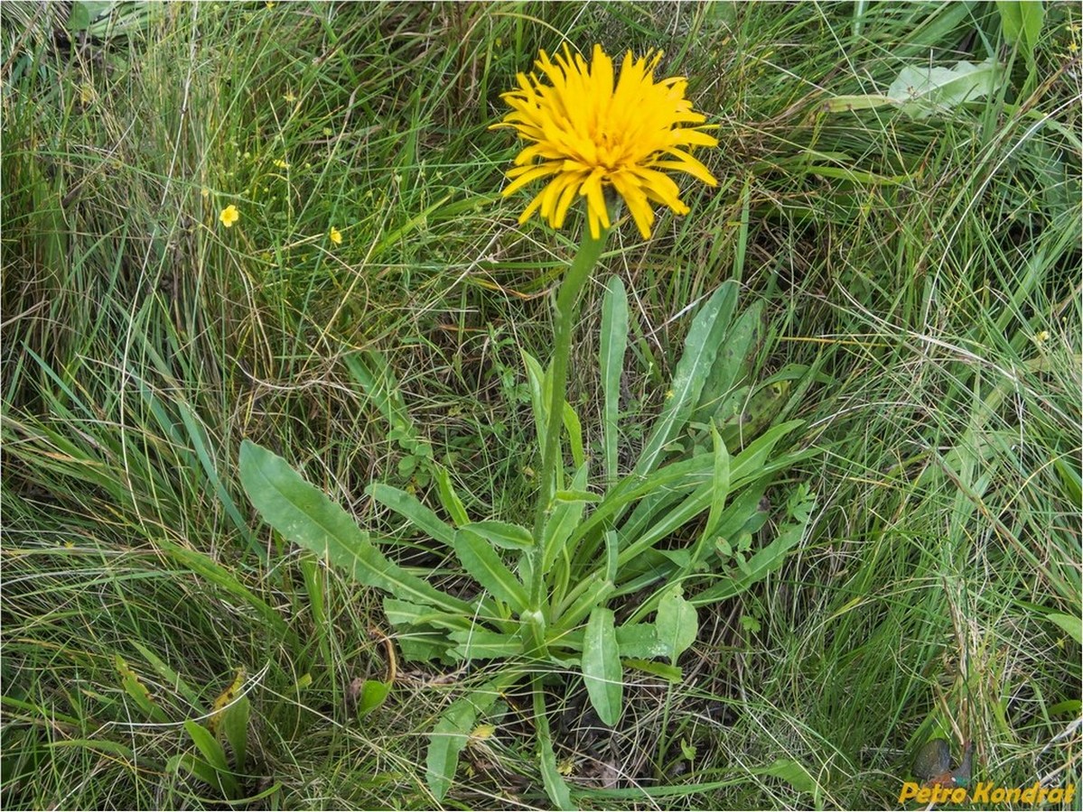 Image of Trommsdorffia uniflora specimen.