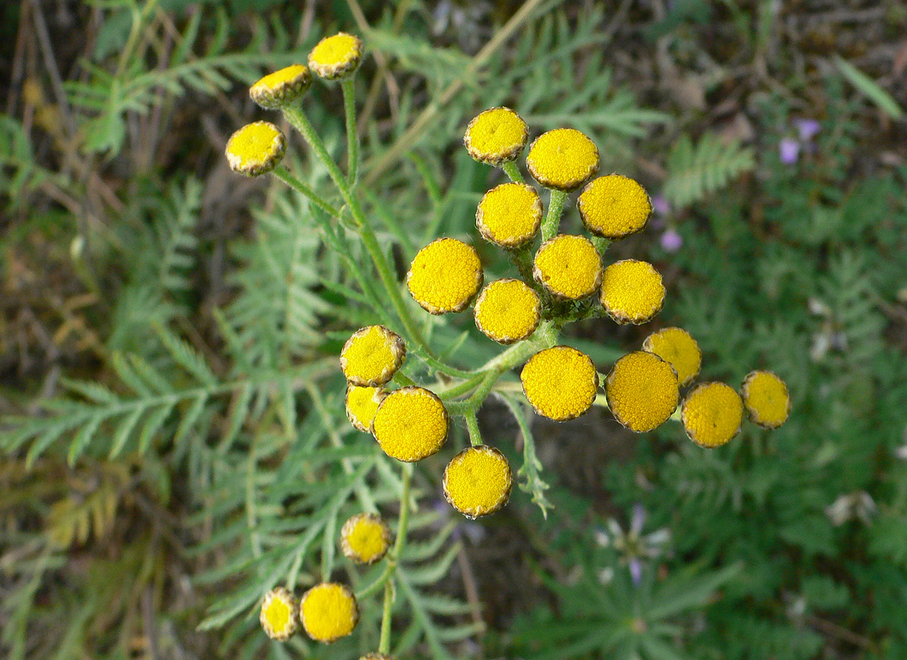 Image of Tanacetum boreale specimen.