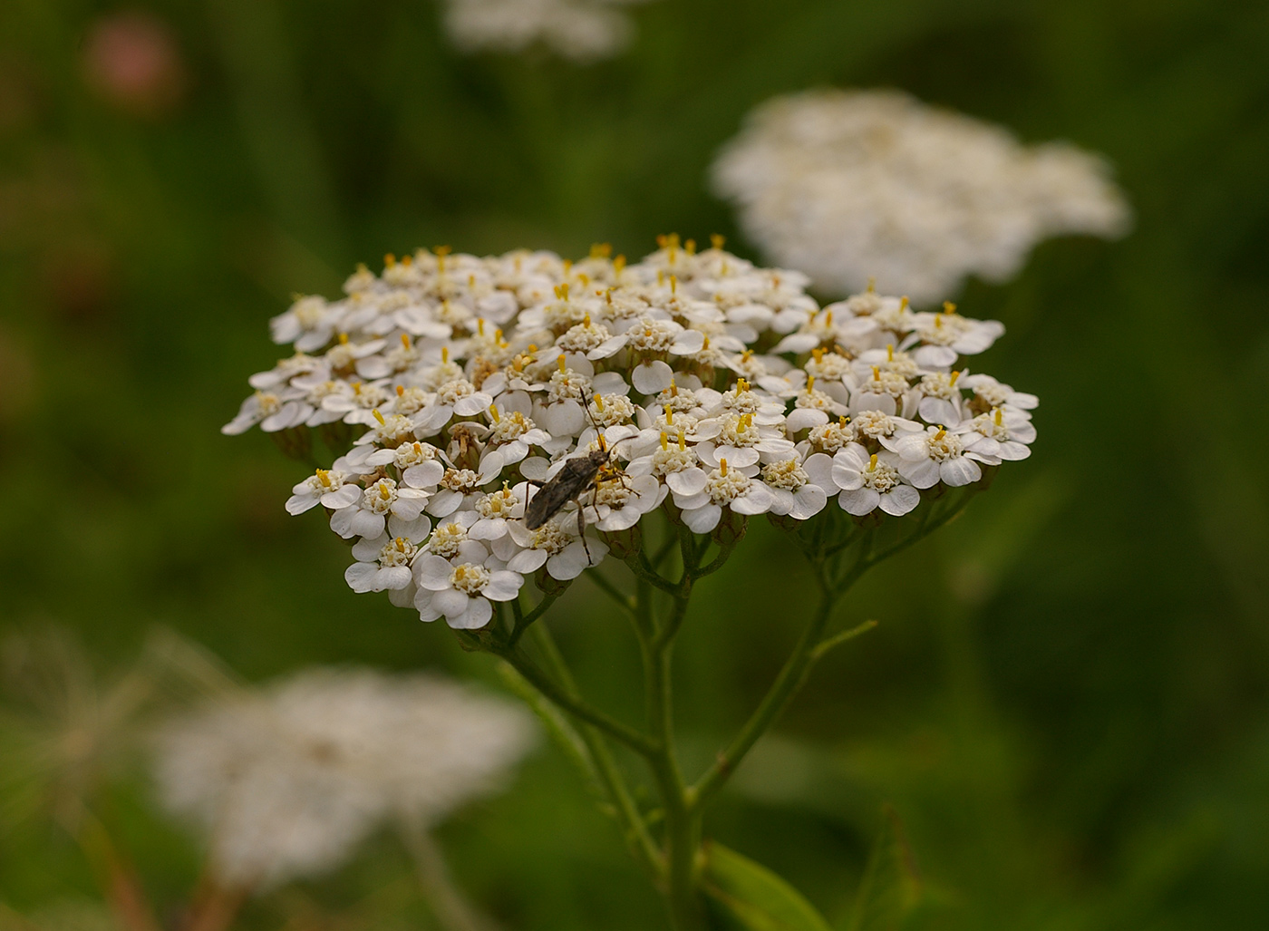 Изображение особи Achillea millefolium.