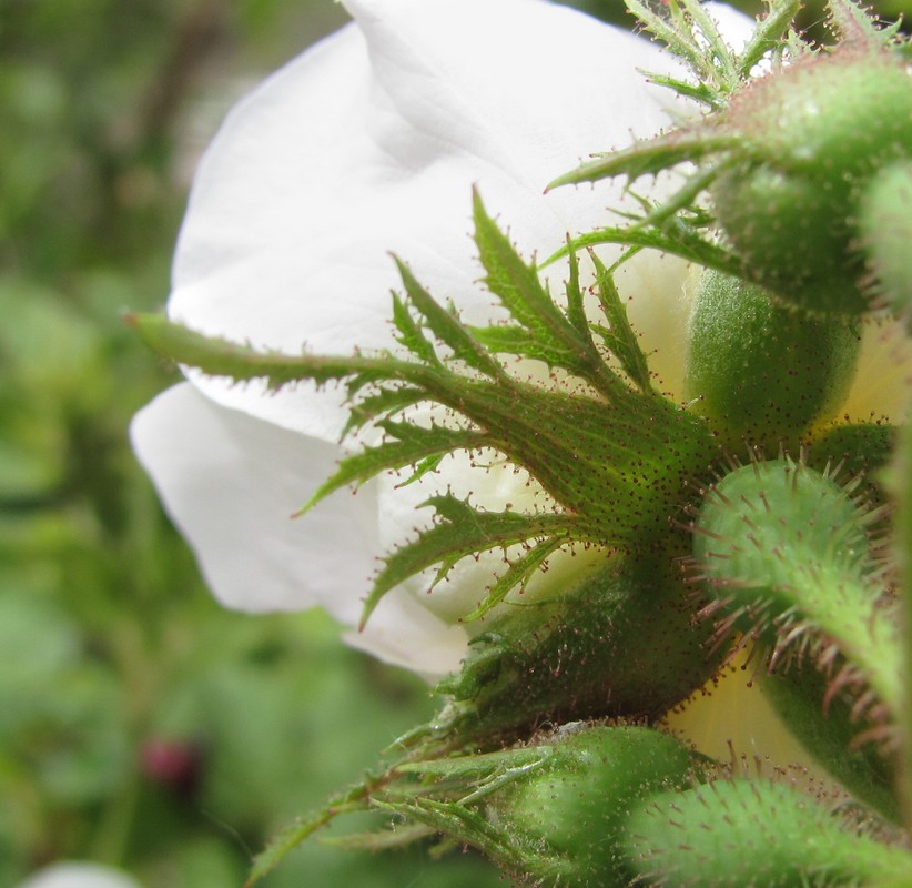 Image of Rosa balsamica specimen.