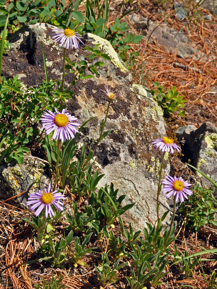 Изображение особи Aster alpinus.