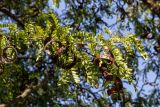Gleditsia triacanthos. Верхушка ветки с плодами. Крым, г. Севастополь, в уличном озеленении. 24.09.2018.