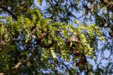 Gleditsia triacanthos