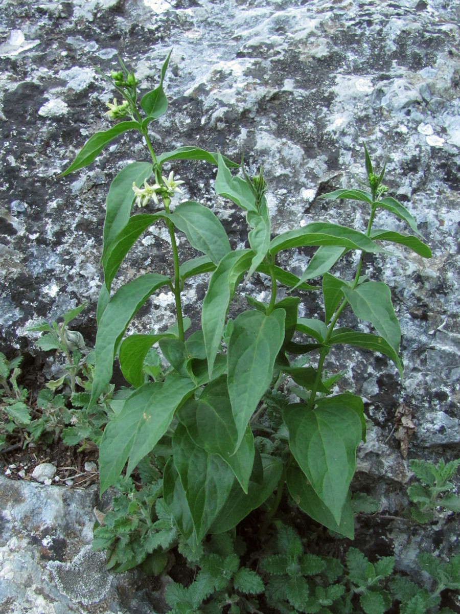 Image of Vincetoxicum jailicola specimen.