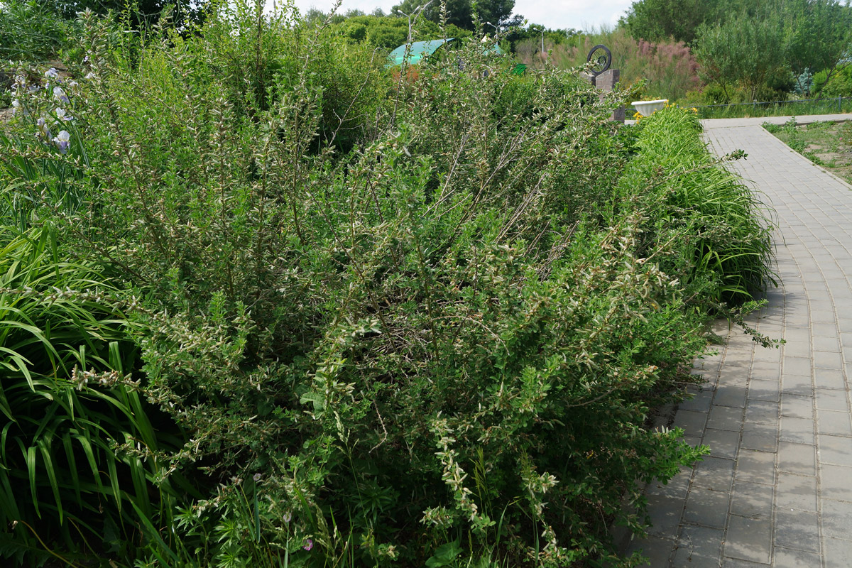 Image of Chamaecytisus ruthenicus specimen.