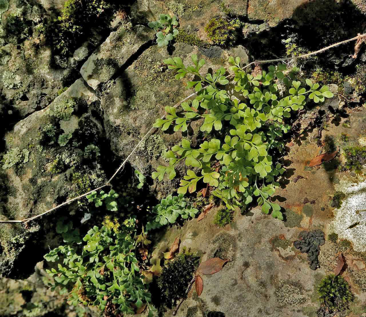 Image of Asplenium ruta-muraria specimen.