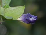 Thunbergia erecta