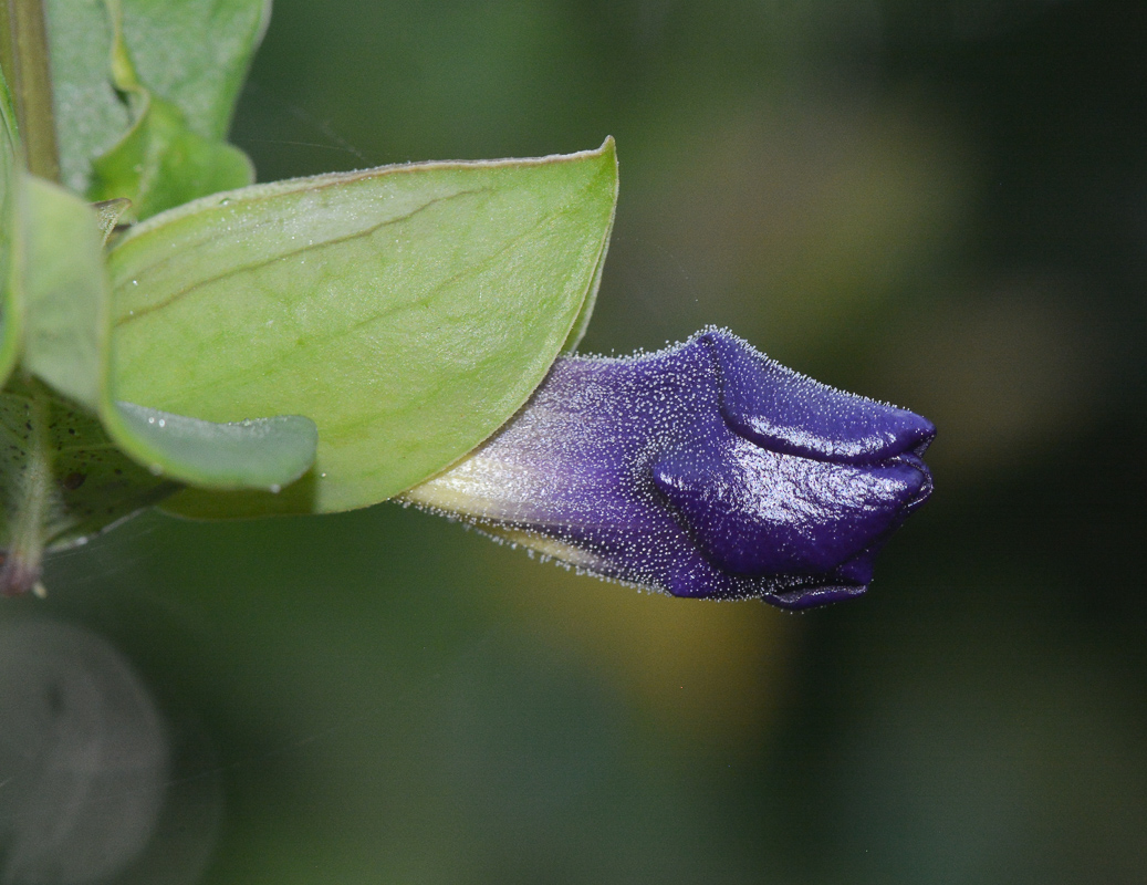 Изображение особи Thunbergia erecta.