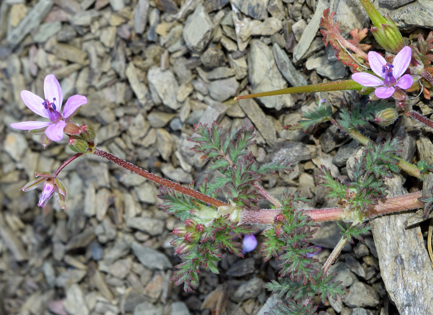 Image of Erodium cicutarium specimen.