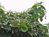 Schizophragma hydrangeoides