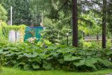 Petasites hybridus. Вегетирующие растения. Кировская обл., г. Киров, Ботанический сад Вятского государственного университета, в культуре. 07.07.2018.