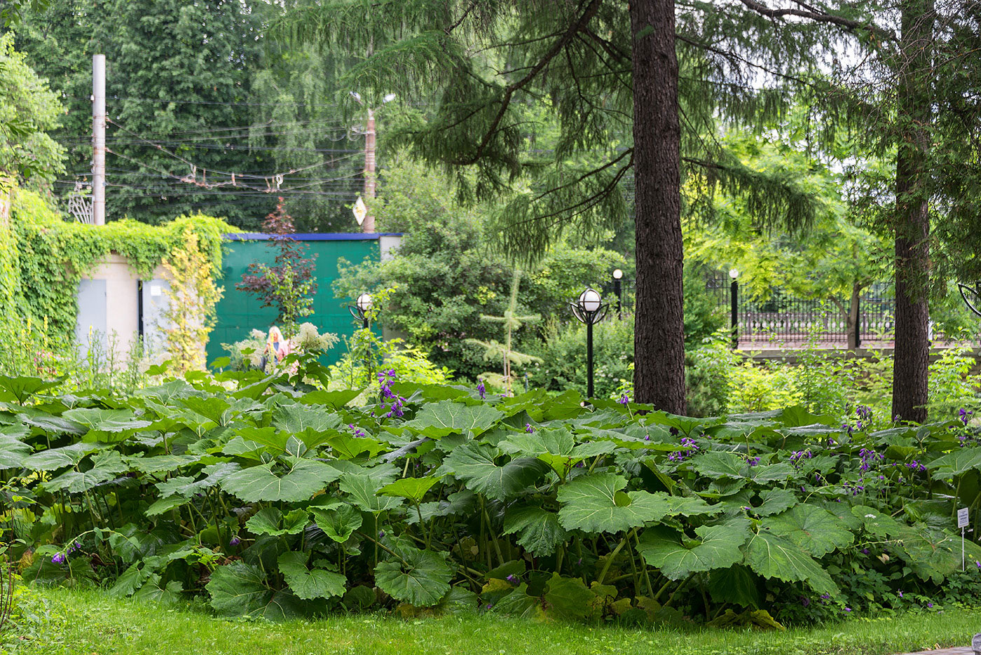 Изображение особи Petasites hybridus.