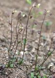 Hymenolobus procumbens
