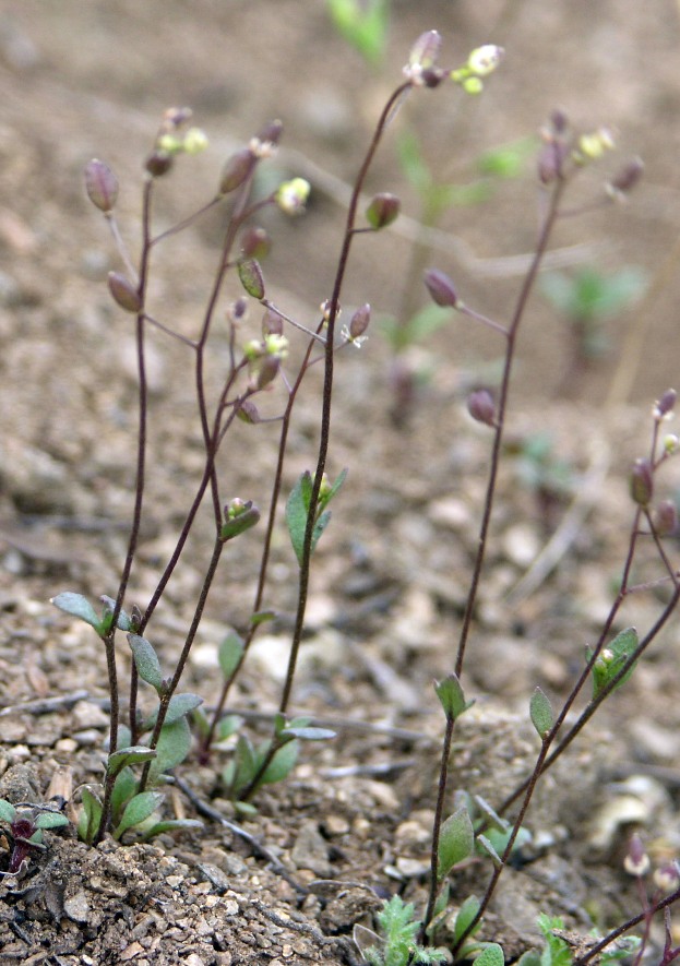 Изображение особи Hymenolobus procumbens.