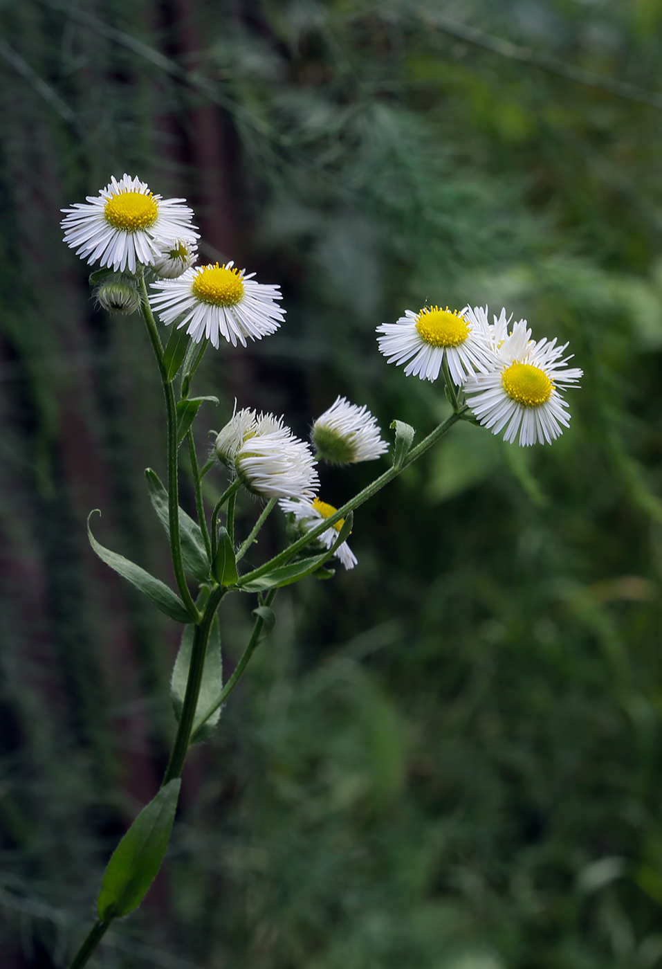 Image of Erigeron annuus specimen.