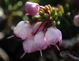 Erica manipuliflora