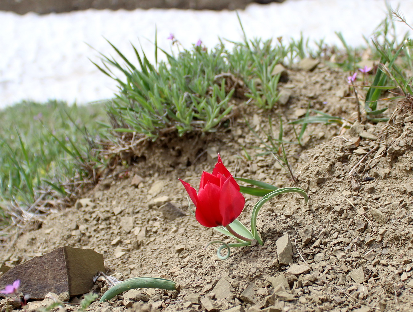 Изображение особи род Tulipa.