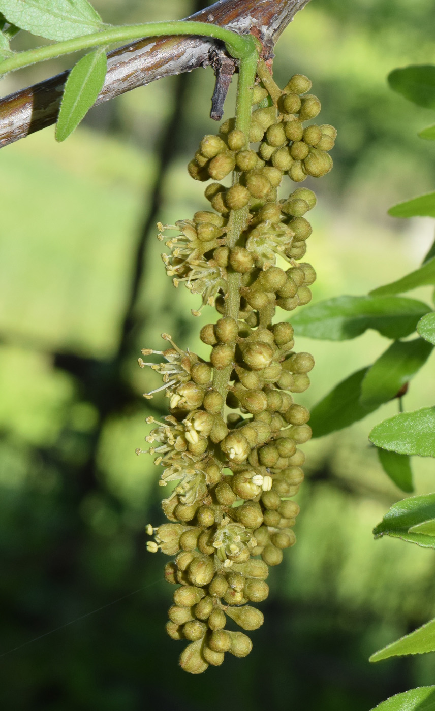 Image of Gleditsia triacanthos specimen.