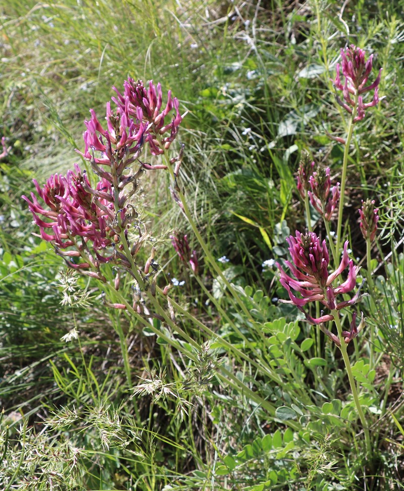 Изображение особи Astragalus prilipkoanus.