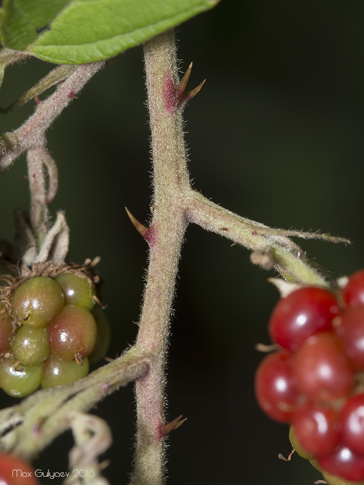 Изображение особи род Rubus.