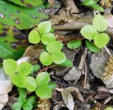 Helleborus caucasicus