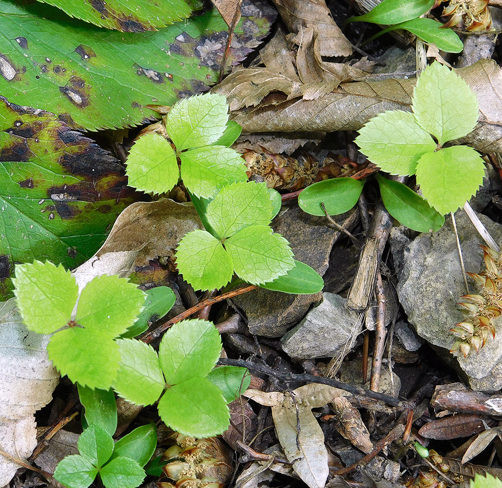 Image of Helleborus caucasicus specimen.