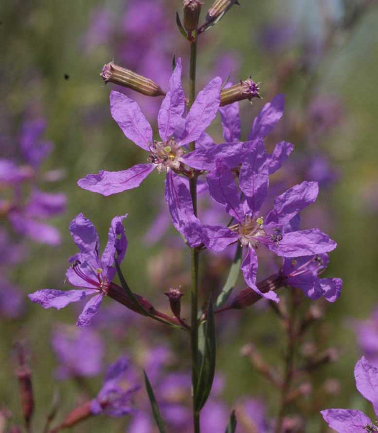 Изображение особи Lythrum virgatum.