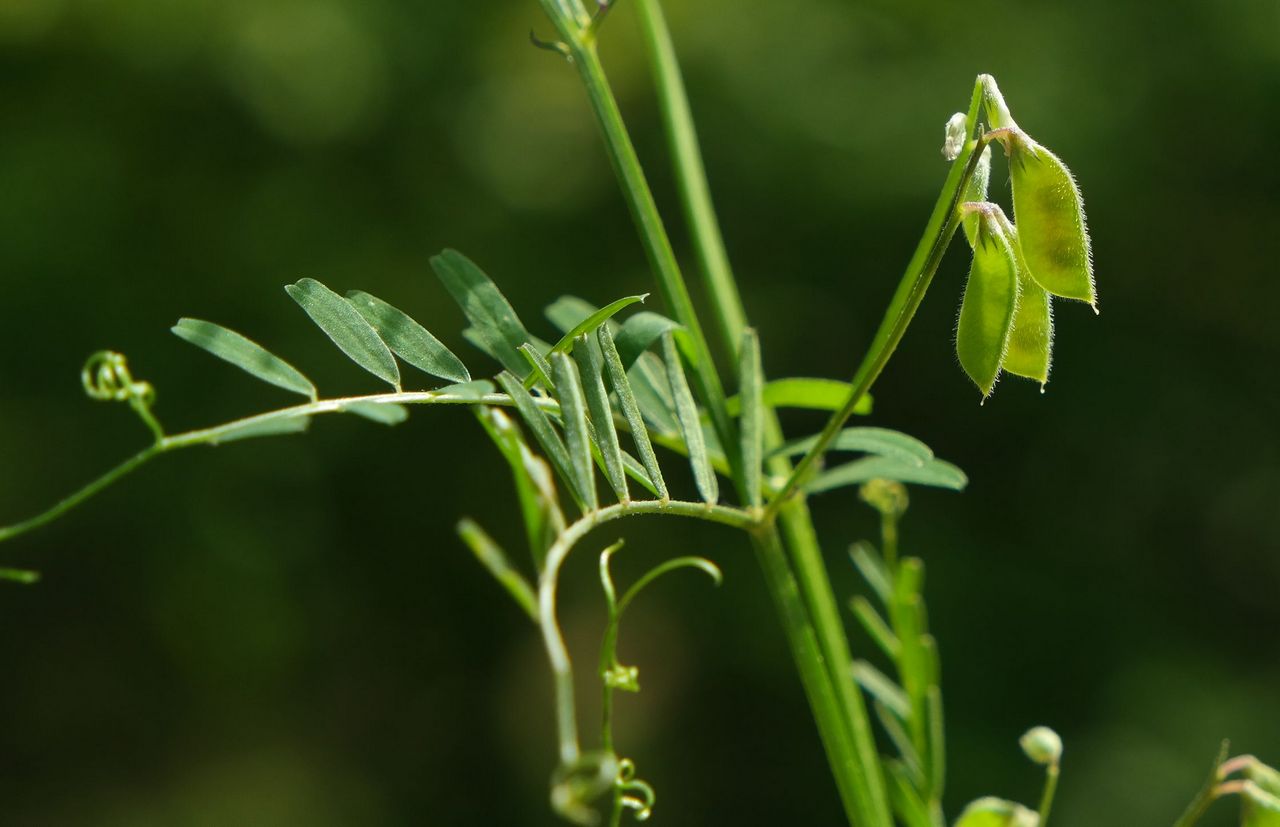 Image of Vicia hirsuta specimen.