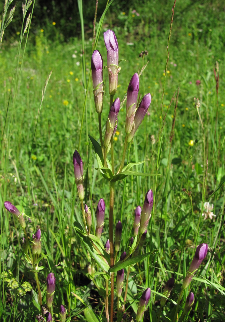 Image of Gentianella caucasea specimen.