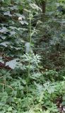 Heracleum sphondylium. Цветущее растение. Германия, Нижняя Саксония, окр. поселения Брюгген, опушка кленово-буково-ясеневого леса. 17.07.2019.