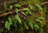 Polypodium vulgare. Спороносящие растения. Карелия, Лахденпохский р-н, окр. пос. Ихала, на замшелом гранитном валуне в еловом лесу. 22.07.2019.