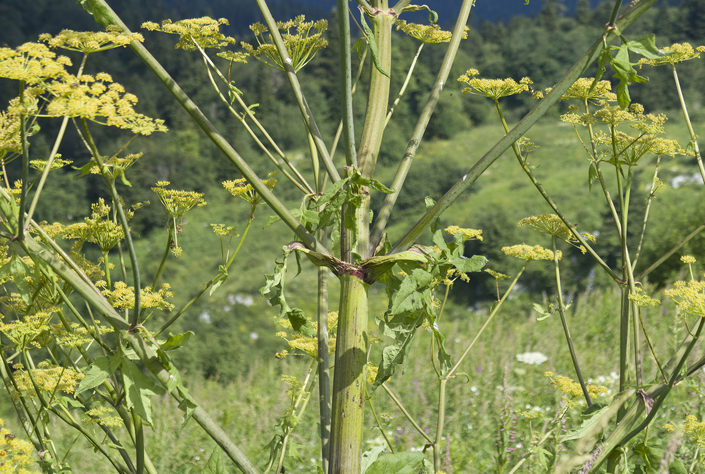 Image of Angelica tatianae specimen.