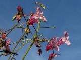 Impatiens glandulifera