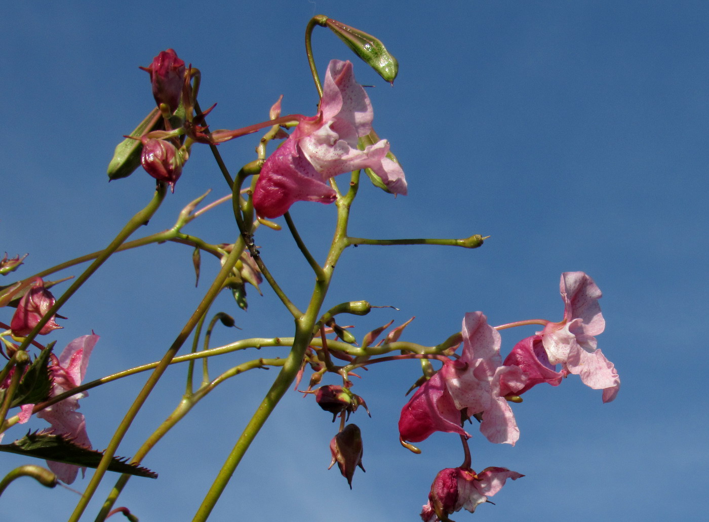 Image of Impatiens glandulifera specimen.