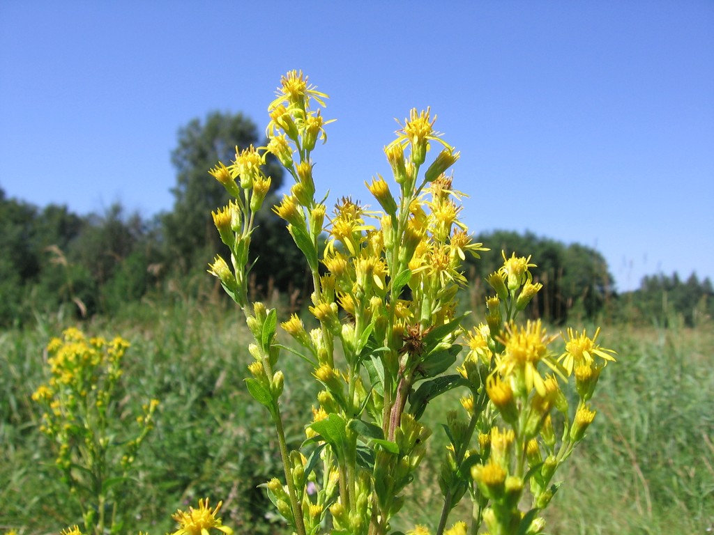 Изображение особи Solidago virgaurea.