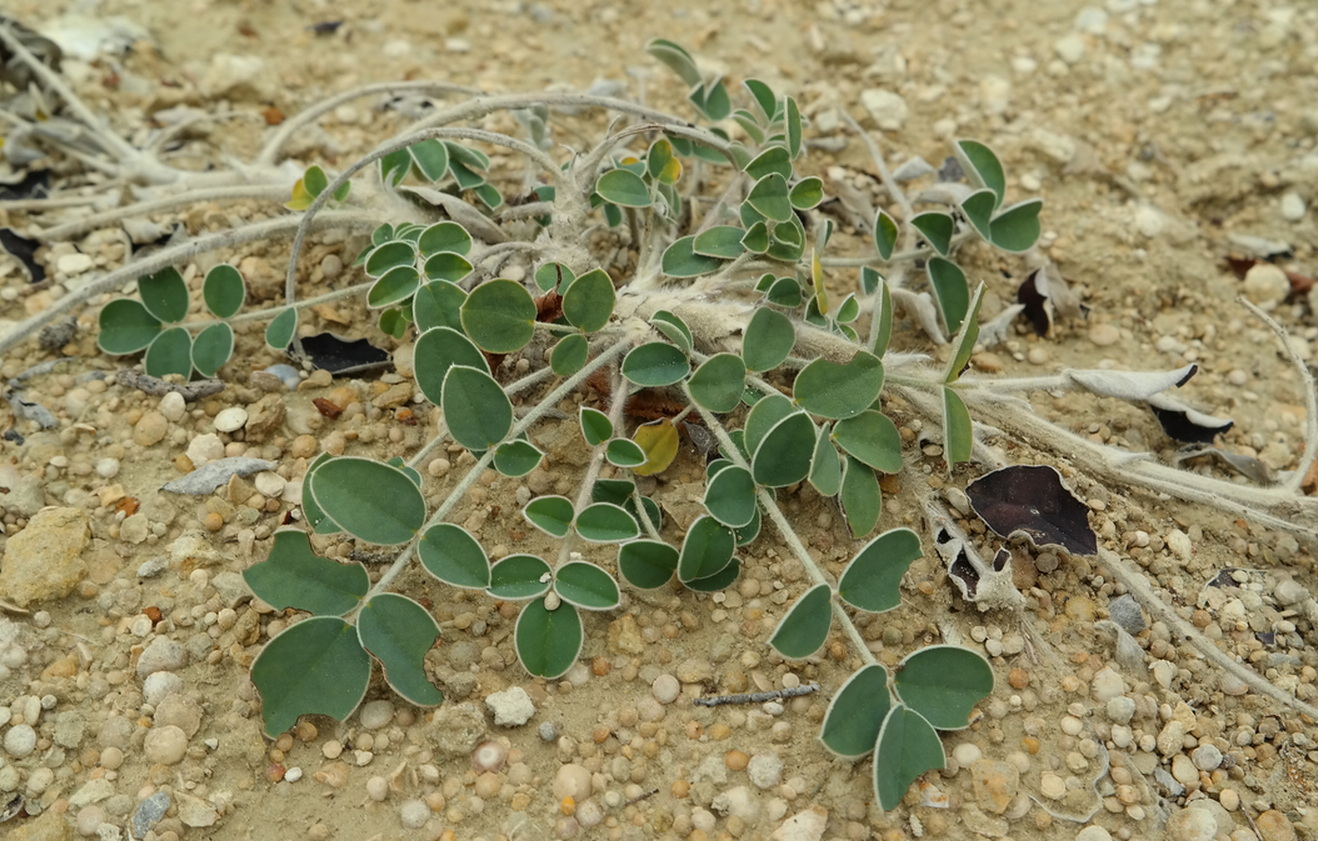 Image of Onobrychis pallasii specimen.