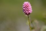 Bistorta carnea