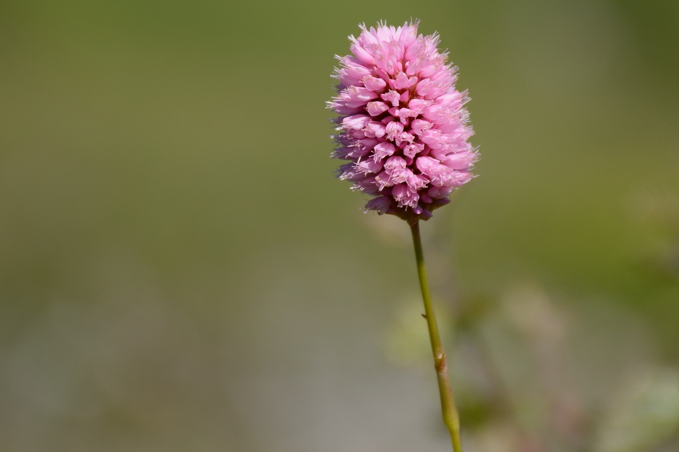 Изображение особи Bistorta carnea.