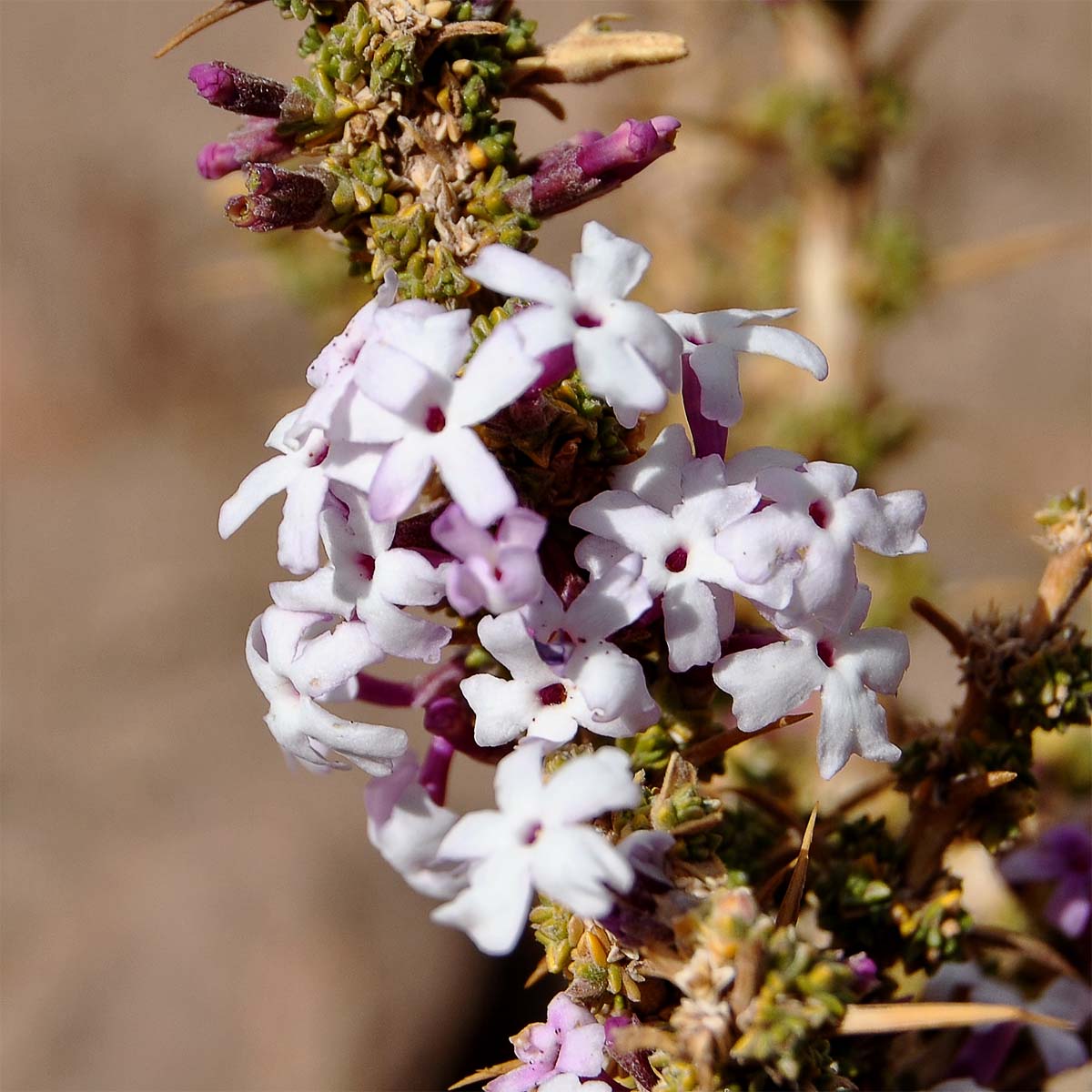 Image of Junellia seriphioides specimen.