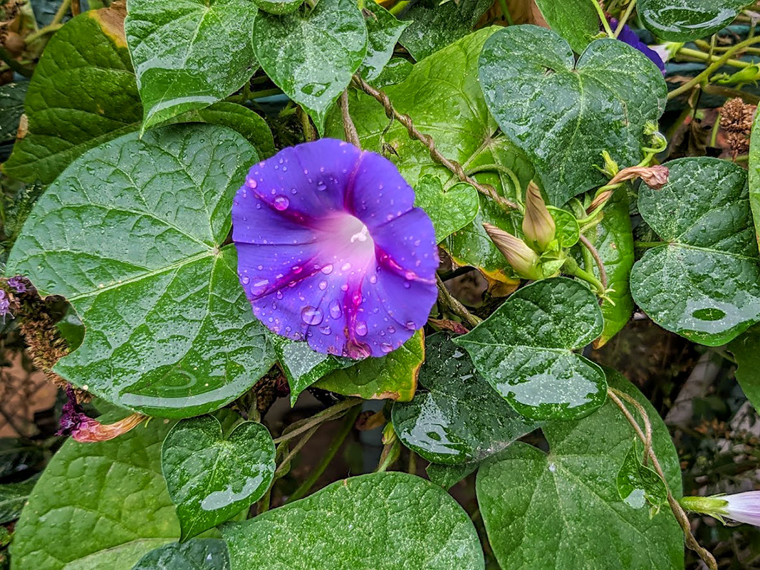 Image of Ipomoea purpurea specimen.