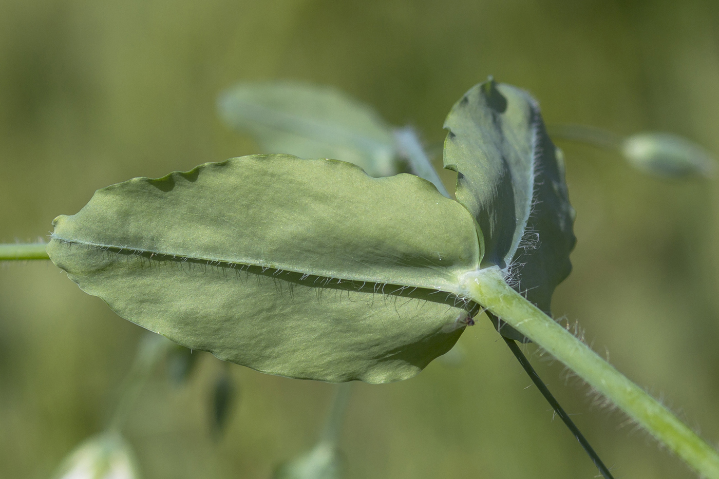 Image of Cerastium davuricum specimen.