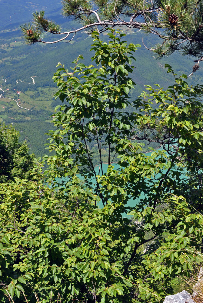 Image of Carpinus betulus specimen.