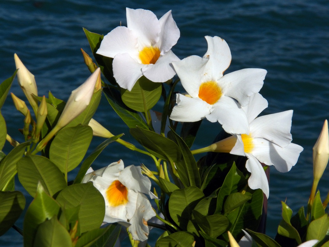 Image of Chonemorpha fragrans specimen.