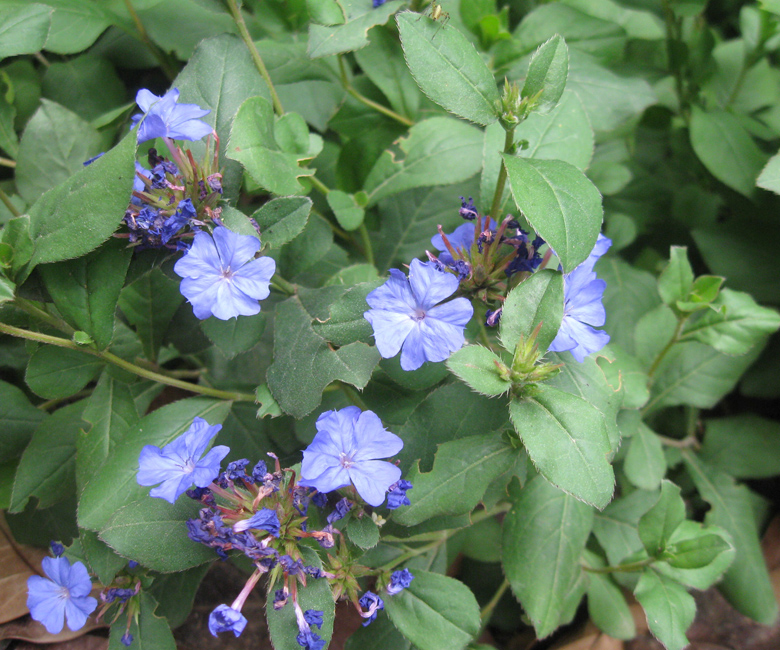 Image of Ceratostigma plumbaginoides specimen.